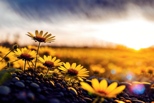 Spring flowers at sunset